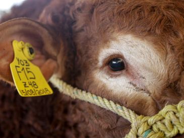 El Senasica exhortó a las y los ganaderos y a la población en general a vigilar permanentemente al ganado, mascotas y fauna silvestre como medida preventiva. EL INFORMADOR/ARCHIVO