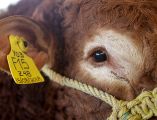 El Senasica exhortó a las y los ganaderos y a la población en general a vigilar permanentemente al ganado, mascotas y fauna silvestre como medida preventiva. EL INFORMADOR/ARCHIVO