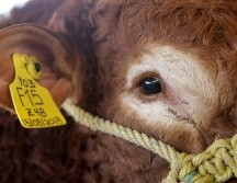El Senasica exhortó a las y los ganaderos y a la población en general a vigilar permanentemente al ganado, mascotas y fauna silvestre como medida preventiva. EL INFORMADOR/ARCHIVO