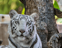 El tráfico de especies es un problema persistente y de gran escala en el territorio mexicano, considerado el cuarto negocio criminal más lucrativo a nivel mundial. CANVA