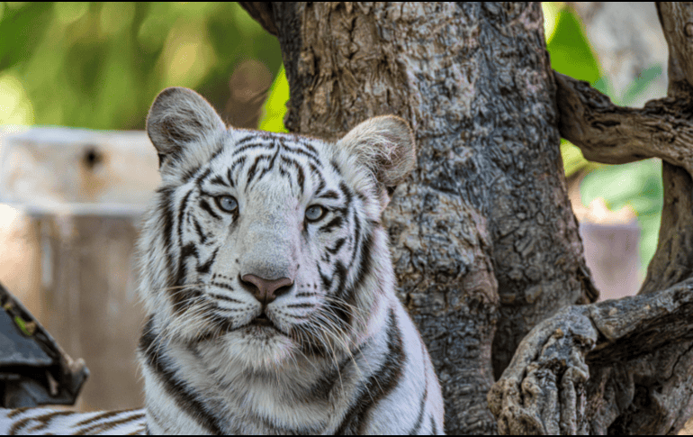 El tráfico de especies es un problema persistente y de gran escala en el territorio mexicano, considerado el cuarto negocio criminal más lucrativo a nivel mundial. CANVA