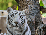 El tráfico de especies es un problema persistente y de gran escala en el territorio mexicano, considerado el cuarto negocio criminal más lucrativo a nivel mundial. CANVA