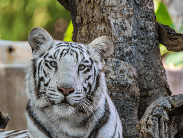 El tráfico de especies es un problema persistente y de gran escala en el territorio mexicano, considerado el cuarto negocio criminal más lucrativo a nivel mundial. CANVA