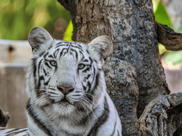 El tráfico de especies es un problema persistente y de gran escala en el territorio mexicano, considerado el cuarto negocio criminal más lucrativo a nivel mundial. CANVA