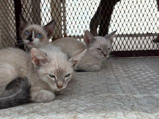 El rescate de los animales tuvo lugar en calles de la colonia Educadores Jaliscienses. ESPECIAL/Policía de Tonalá