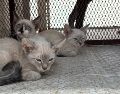 El rescate de los animales tuvo lugar en calles de la colonia Educadores Jaliscienses. ESPECIAL/Policía de Tonalá