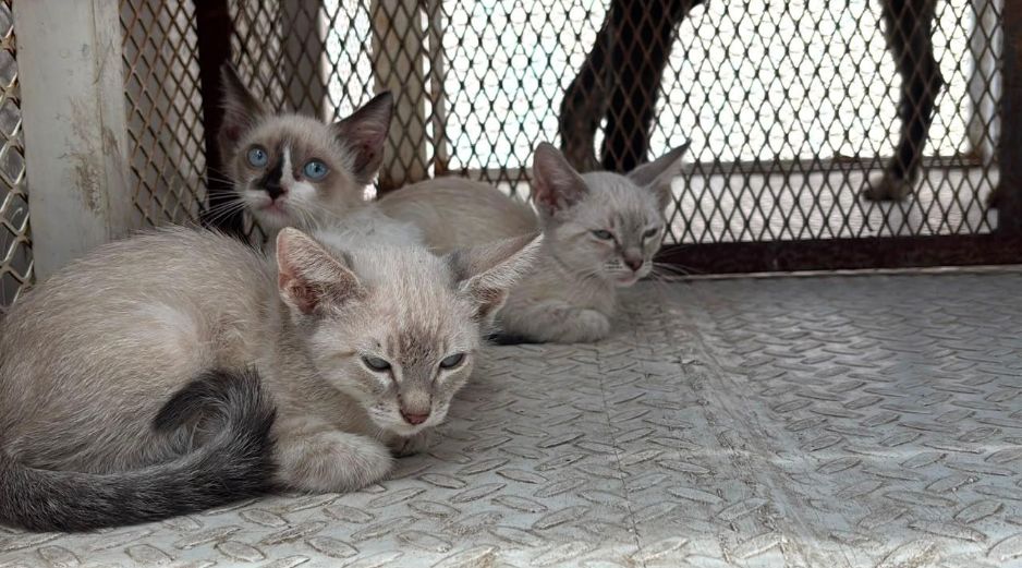 El rescate de los animales tuvo lugar en calles de la colonia Educadores Jaliscienses. ESPECIAL/Policía de Tonalá