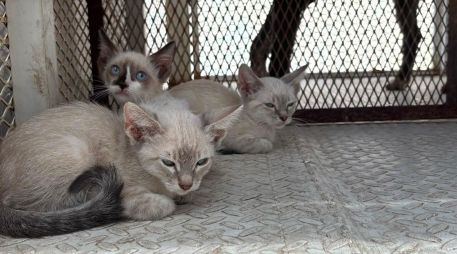 El rescate de los animales tuvo lugar en calles de la colonia Educadores Jaliscienses. ESPECIAL/Policía de Tonalá