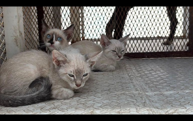 El rescate de los animales tuvo lugar en calles de la colonia Educadores Jaliscienses. ESPECIAL/Policía de Tonalá