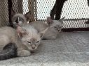 El rescate de los animales tuvo lugar en calles de la colonia Educadores Jaliscienses. ESPECIAL/Policía de Tonalá