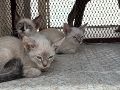 El rescate de los animales tuvo lugar en calles de la colonia Educadores Jaliscienses. ESPECIAL/Policía de Tonalá