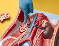 Mientras esperamos estos resultados, este brillante descubrimiento originado desde Singapur ilumina el camino de la investigación médica global. CANVA