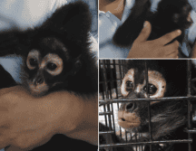 Profeca reiteró su llamado para que la ciudadanía no adquiera ni mantenga primates como mascotas. PROFEPA / ESPECIAL