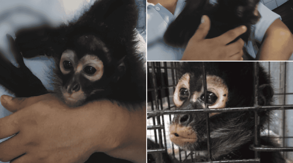 Profeca reiteró su llamado para que la ciudadanía no adquiera ni mantenga primates como mascotas. PROFEPA / ESPECIAL