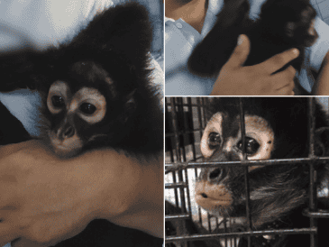Profeca reiteró su llamado para que la ciudadanía no adquiera ni mantenga primates como mascotas. PROFEPA / ESPECIAL