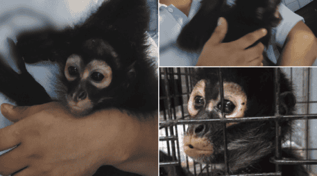 Profeca reiteró su llamado para que la ciudadanía no adquiera ni mantenga primates como mascotas. PROFEPA / ESPECIAL