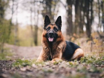 Inteligencia, lealtad e instinto protector convierten a estas cinco razas en opciones destacadas para cuidar el hogar. UNSPLASH.