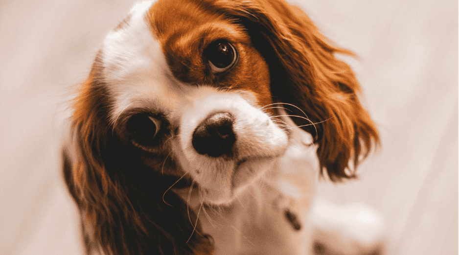 Descubre las mejores razas de perros para departamentos en Jalisco. Una guía sobre mascotas adaptables a espacios pequeños para una convivencia armónica. ESPECIAL/Canva