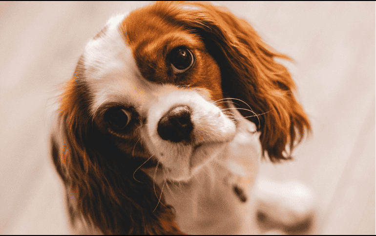 Descubre las mejores razas de perros para departamentos en Jalisco. Una guía sobre mascotas adaptables a espacios pequeños para una convivencia armónica. ESPECIAL/Canva
