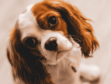 Descubre las mejores razas de perros para departamentos en Jalisco. Una guía sobre mascotas adaptables a espacios pequeños para una convivencia armónica. ESPECIAL/Canva