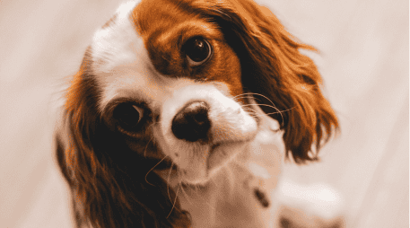 Descubre las mejores razas de perros para departamentos en Jalisco. Una guía sobre mascotas adaptables a espacios pequeños para una convivencia armónica. ESPECIAL/Canva