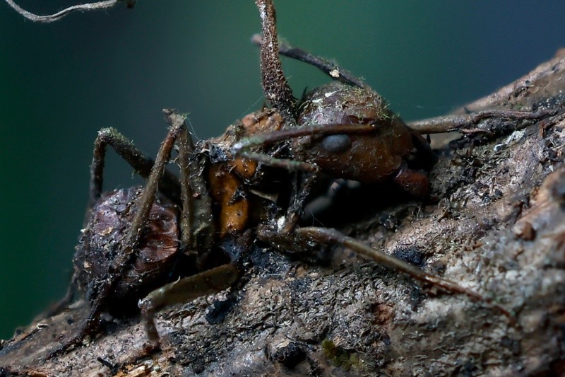  La hormiga infectada es obligada a abandonar su colonia y buscar un microclima específico, generalmente con alta humedad y temperatura adecuada. EFE / &nbsp;F. Guasco