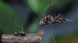 Descubren en México seis “hongos zombis”, uno bautizado en honor a Guillermo del Toro