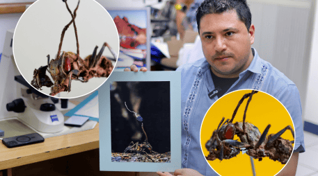 La belleza que hay en este proceso que pareciera sacado de una película de terror. EFE / F. Guasco