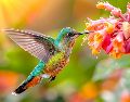 Para muchas personas la llegada de un colibrí puede convertirse en un momento cargado de simbolismo. MAGNIFIC