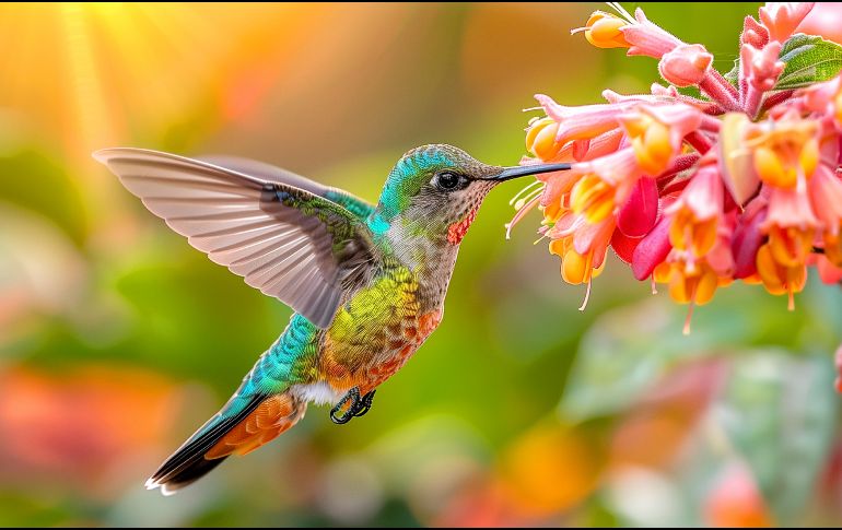 Para muchas personas la llegada de un colibrí puede convertirse en un momento cargado de simbolismo. MAGNIFIC