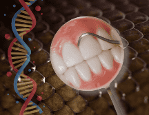 Durante la sexta semana de gestación de un embrión humano, la boca experimenta un proceso fascinante que replica esta herencia marina a través de la formación de la lámina dental. CANVA