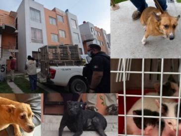 Todos los ejemplares quedaron bajo la protección de la Dirección de Acopio y Salud Animal de Tlajomulco para recibir atención médica. ESPECIAL/FISCALÍA
