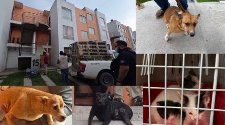 Todos los ejemplares quedaron bajo la protección de la Dirección de Acopio y Salud Animal de Tlajomulco para recibir atención médica. ESPECIAL/FISCALÍA