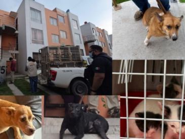 Todos los ejemplares quedaron bajo la protección de la Dirección de Acopio y Salud Animal de Tlajomulco para recibir atención médica. ESPECIAL/FISCALÍA