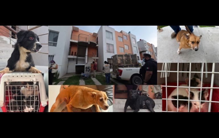 Todos los ejemplares quedaron bajo la protección de la Dirección de Acopio y Salud Animal de Tlajomulco para recibir atención médica. ESPECIAL/FISCALÍA