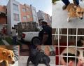 Todos los ejemplares quedaron bajo la protección de la Dirección de Acopio y Salud Animal de Tlajomulco para recibir atención médica. ESPECIAL/FISCALÍA