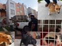 Todos los ejemplares quedaron bajo la protección de la Dirección de Acopio y Salud Animal de Tlajomulco para recibir atención médica. ESPECIAL/FISCALÍA