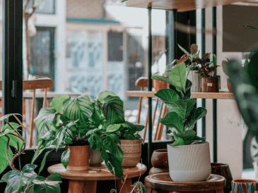 Aunque estos remedios naturales no sustituyen un tratamiento profesional cuando existe una infestación, pueden utilizarse como complemento para mantener ciertos espacios menos atractivos para estos insectos. CANVA