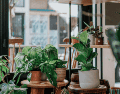 Aunque estos remedios naturales no sustituyen un tratamiento profesional cuando existe una infestación, pueden utilizarse como complemento para mantener ciertos espacios menos atractivos para estos insectos. CANVA