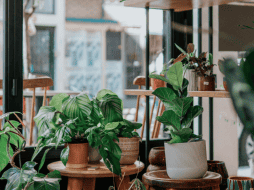 Aunque estos remedios naturales no sustituyen un tratamiento profesional cuando existe una infestación, pueden utilizarse como complemento para mantener ciertos espacios menos atractivos para estos insectos. CANVA