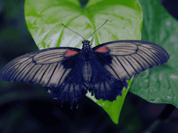 La próxima vez que una mariposa negra visite el hogar, no hay motivo para alarmarse. ESPECIAL / CANVA