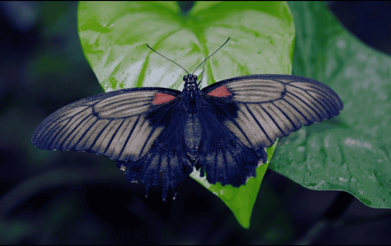 La próxima vez que una mariposa negra visite el hogar, no hay motivo para alarmarse. ESPECIAL / CANVA
