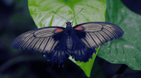 La próxima vez que una mariposa negra visite el hogar, no hay motivo para alarmarse. ESPECIAL / CANVA