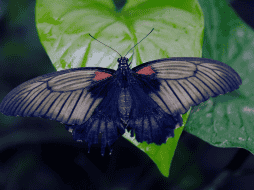 La próxima vez que una mariposa negra visite el hogar, no hay motivo para alarmarse. ESPECIAL / CANVA