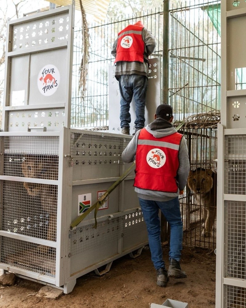 Las deplorables condiciones de cautiverio dejaron secuelas graves en la salud de los felinos. FOUR PAWS