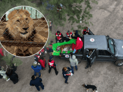 Los treinta ejemplares partieron el mismo lunes de viaje a EU y Sudáfrica. FOUR PAWS