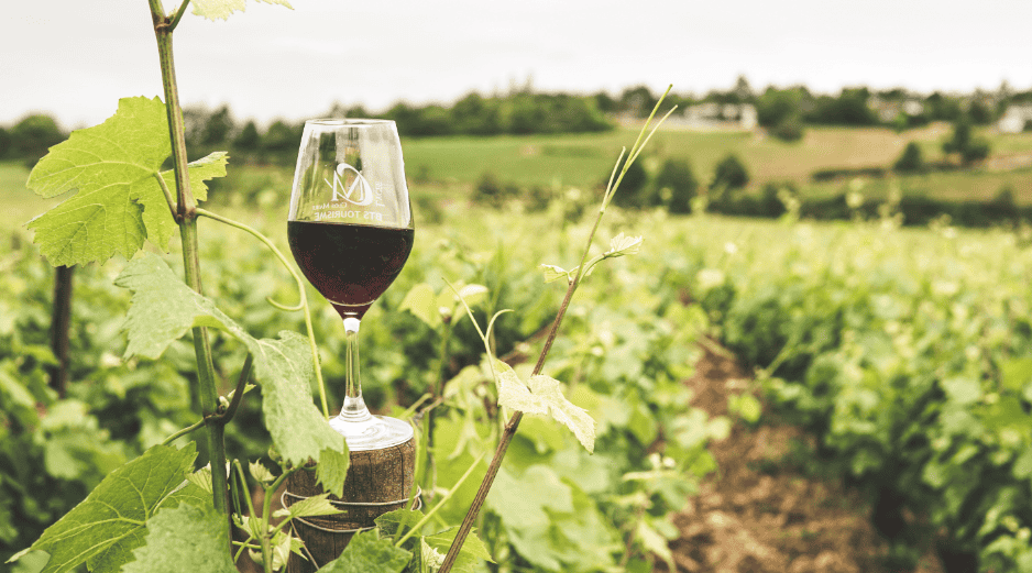 Durante todo agosto, Jalos se transforma en el epicentro del enoturismo con el Festival del Vino y el Queso, una experiencia que combina catas, vendimias y cultura. CANVA