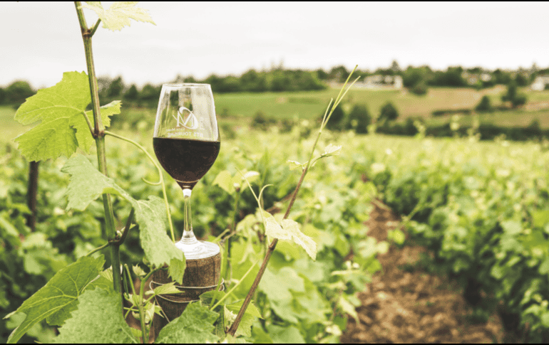 Durante todo agosto, Jalos se transforma en el epicentro del enoturismo con el Festival del Vino y el Queso, una experiencia que combina catas, vendimias y cultura. CANVA