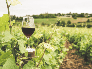 Durante todo agosto, Jalos se transforma en el epicentro del enoturismo con el Festival del Vino y el Queso, una experiencia que combina catas, vendimias y cultura. CANVA