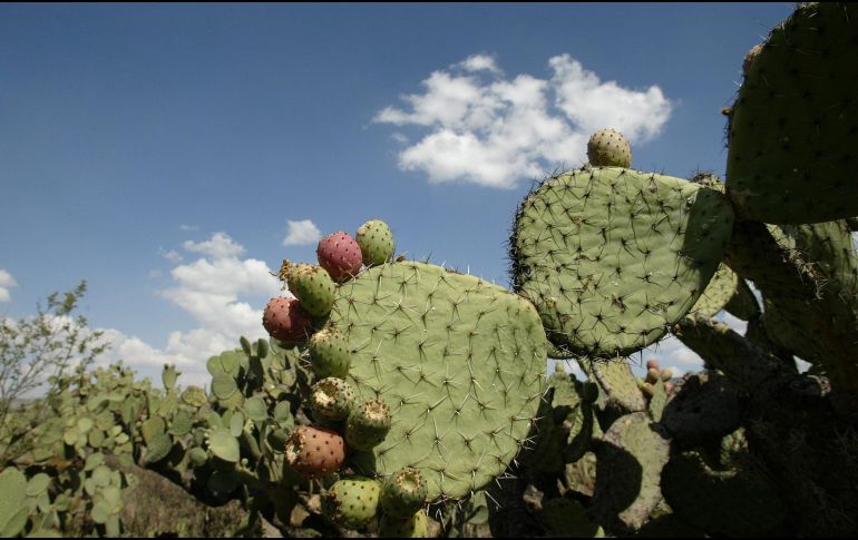 Entre las riquezas naturales de Ojuelos de Jalisco están zonas de bosques de roble, pirul, encino y frutales, aunque la mayor parte del territorio es seco. EL INFORMADOR / ARCHIVO